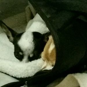 Meet your Posher, Dawns